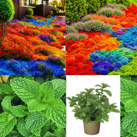 Jardin d’été – Thym coloré + Menthe – 10000 + 1000 – Parfums et couleurs toute la saison