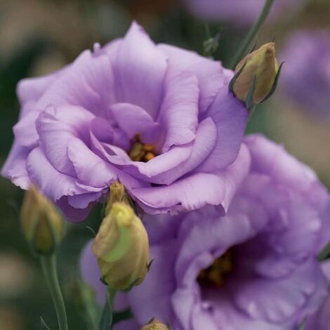 1000 graines – Lisianthus Lucita violet pâle – Plante vivace très florifère – Massif ou balcon (1/5)