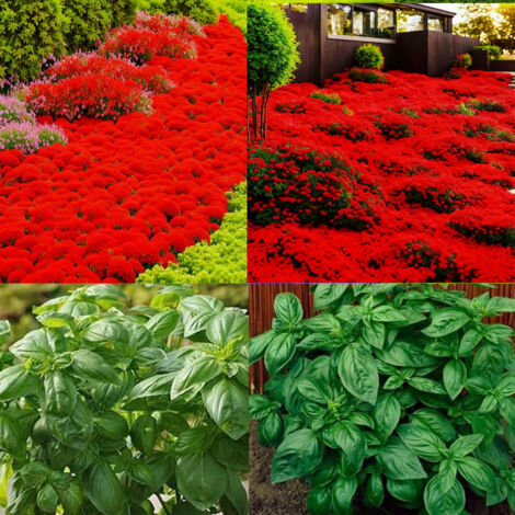 Duo provençal – Thym rouge + Basilic – 10000 + 1000 – Idéal pour cuisine et terrasse