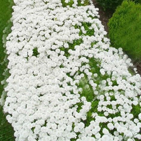 3000 graines – Gypsophile blanc – Effet brume légère – Vivace très résistante
