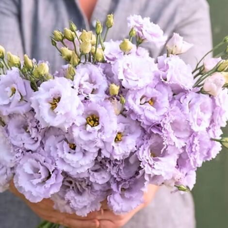 1000 graines – Lisianthus lavande – Vivace légère – Idéal en compagnie de rosiers (1/5)