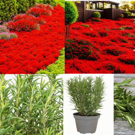 Puissance aromatique – Thym rouge + Romarin – 10000 + 1000 – Indispensables en cuisine (1/5)
