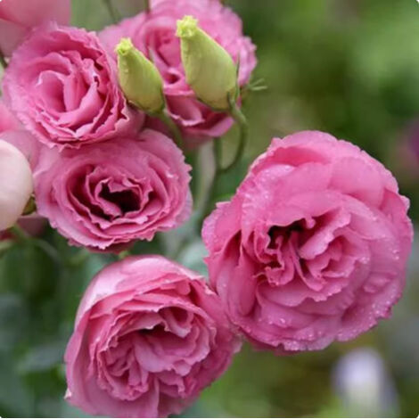 500 graines de lisianthus rose foncé - Variété originale, facile à cultiver, idéal pour jardin, balcon et pots décoratifs (1/5)