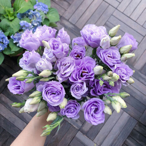 5000 graines de lisianthus couleur lilas clair - Variété originale, facile à cultiver, idéal pour jardin, balcon et pots décoratifs (1/5)