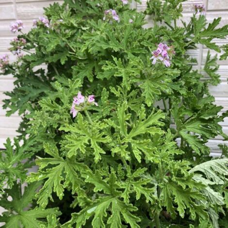 2000 Graines Géranium Citronnelle – Plante Vivace Parfum Citron, Anti-Insectes Jardin Terrasse