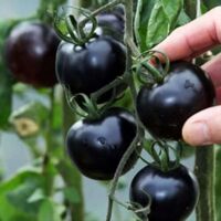Tomate Cerise Noire Graines – Variété Ancienne – Goût Sucré