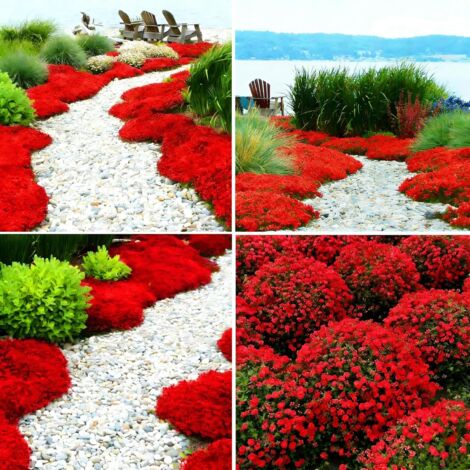 Graines de Thym – 30000 Graines pour Jardin, Terrasse et Pots, Herbes Aromatiques pour Cuisine et Potager, Rouge