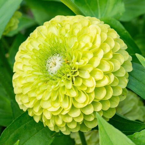 Graines de Zinnia Vert 1000 pcs – Fleurs Faciles à Cultiver, Semences Jardin Printemps avec Engrais (1/3)