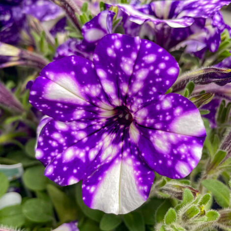 Graines Pétunia Night Sky 3000 – Idéal pour Suspensions et Jardins – Semences Annuelles Faciles (1/5)