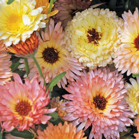 Graines Calendula Officinalis Pacific Beauty 5000 Graines – Non OGM – Fleurs Colorées – Idéal Jardin, Massifs et Bordures (1/5)