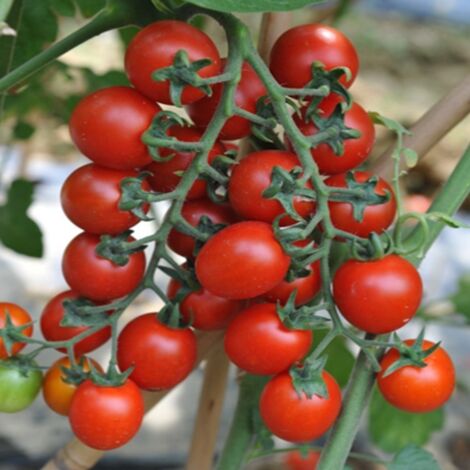 Tomate Cerise Retombante 500 pcs – Semences Fruits Sucrés – Balcon