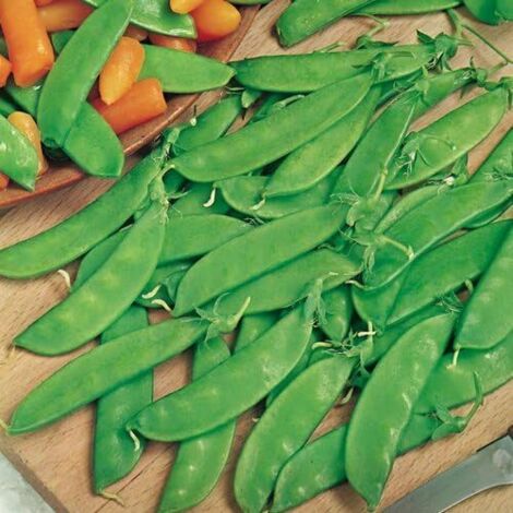 Pois Mange-Tout 150 pcs – Jardin – Variété Gousses Plates (1/2)