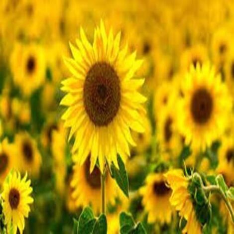 Tournesol 50 pcs – Grandes Fleurs – Jardin (1/5)