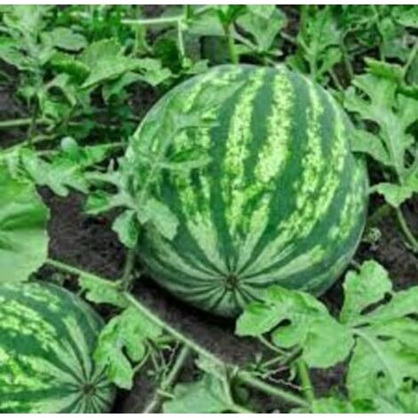 Pastèque Kirin 150 pcs – Semences Mini Fruits – Jardin (1/4)