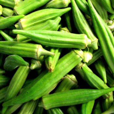 Gombo 350 pcs – Semences Légume Annuel – Jardin (1/5)