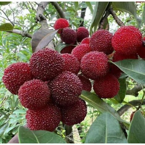Myrique 300 pcs – Semences Jardin – Fruits Acidulés (1/5)