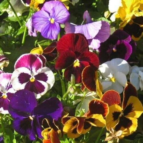 Pensée 50 pcs – Fleurs Bicolores – Jardin