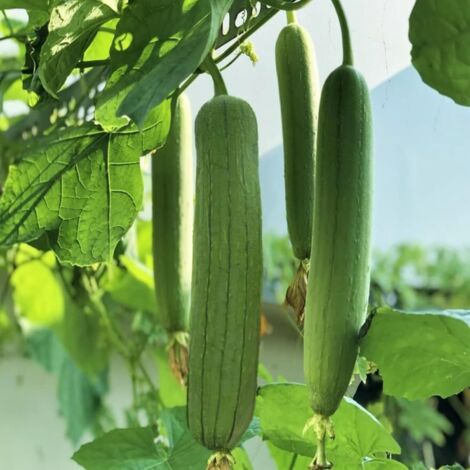 Graines Luffa Qualité Sélectionnée – 35pcs – Culture Naturelle Jardin (1/5)