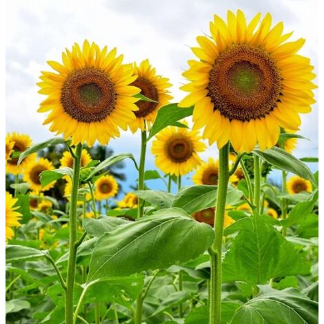 Graines de Tournesol à Fleur Unique 100 pièces – Fleurs Jardin Extérieur, Semences Faciles à Cultiver (1/5)