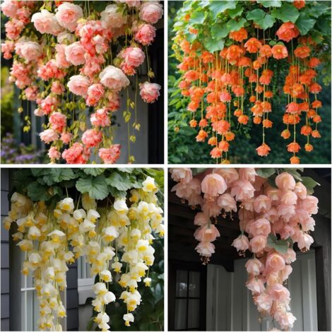 Graines de Bégonias Pleureurs Multicolores - 800 Graines pour Plantes Suspendues et Jardins Décoratifs