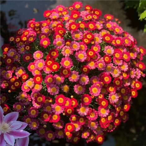 20000 Graines d’Osteospermum Rouge – Fleurs Jardin Intenses Plantation Facile avec Engrais Offert