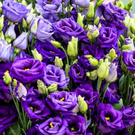 Violet profond – 500 graines Lisianthus – Double fleur – Terrasse (1/5)