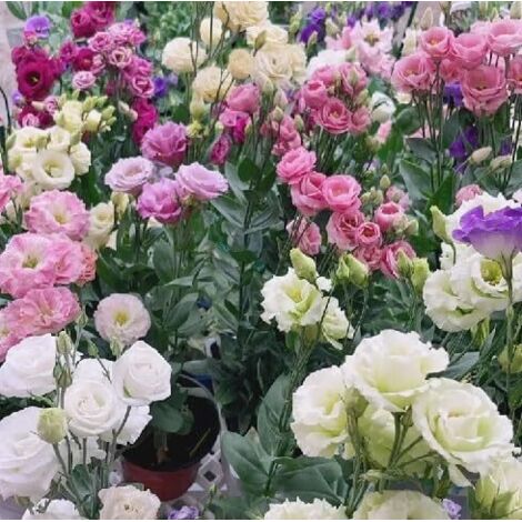 1000 graines – Mélange Lisianthus – Vivace – Jardinière, massif