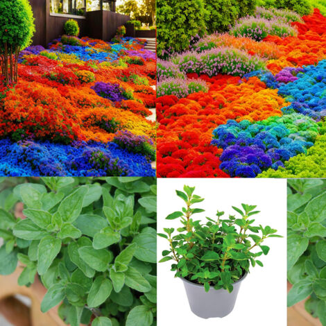 Thym coloré + origan – 10000+1000 – Jardin aromatique