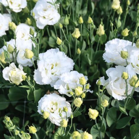 1000 graines – Lisianthus blanc – Vivace lumineuse – Jardin (1/5)
