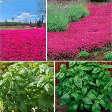 Thym rouge + basilic – 10000 + 1000 – Aromatiques – Potager