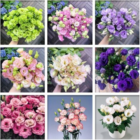 2500 graines de lisianthus coloré - Grandes fleurs délicates, mélange harmonieux, parfait pour culture en pot, balcon et jardin fleuri (1/5)