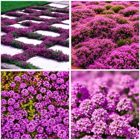 40000 Graines Thym Serpolet Rouge – Plante Vivace Tapissante, Entretien Facile Jardin Naturel