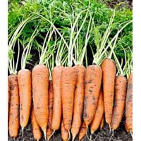 Carotte 1000 pcs – Semences Carotte Orange – Jardin