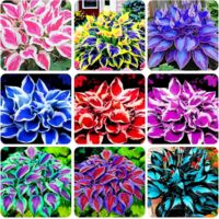 Graines de Hosta Vivaces pour Jardin - 4000 Graines pour Couvre-Sol et Plantes Ornementales