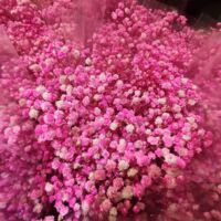 Rose – 600 graines Gypsophile – Délicate – Jardin, terrasse, pot