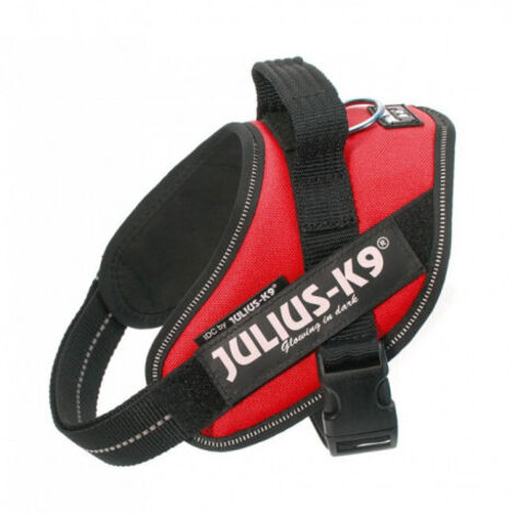 Julius Arns IDC Red Dog
