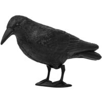 Taubenschreck Rabe