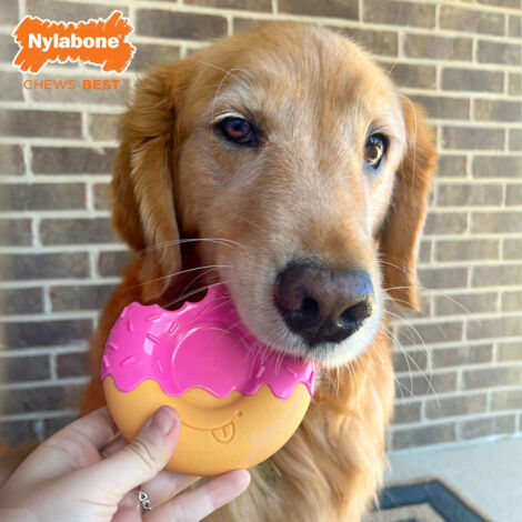 Giocattoli per cani Nylabone Rosa Bacon L (1/4)