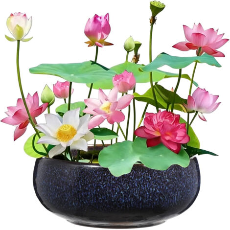 Lot de 60 graines de lotus pour bonsaï de couleurs mélangées, graines de nénuphar multicolores, graines de lotus aquatiques, adaptées au balcon, au jardin ou à la maison