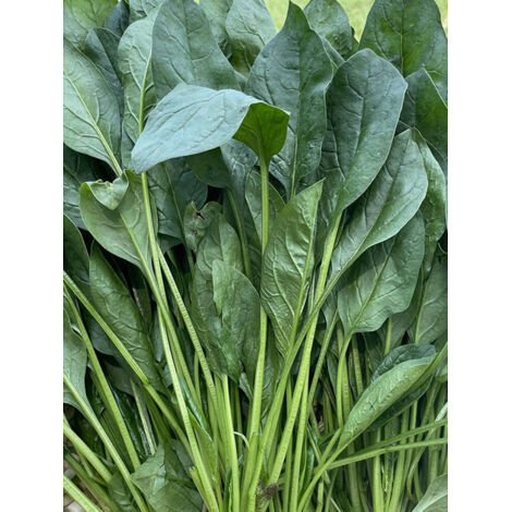 Graines d’Épinard – 100 graines pour jardin et potager, épinard facile à cultiver (1/5)