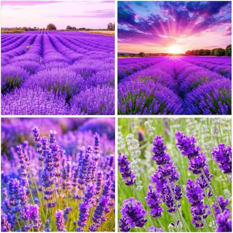 Lavande Anglaise 1300 graines – Mélange Floral Aromatique, Semis Facile, Intérieur/Extérieur