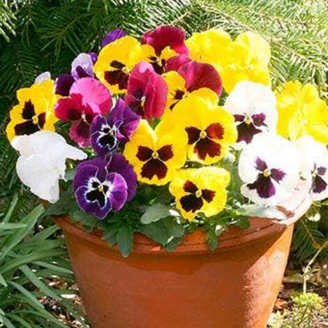 500 Graines de Pensée Mix – Annuelle Robuste, Massifs, Jardin et Terrasse, Fleurs Décoratives (1/5)
