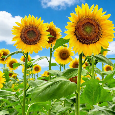 2000 Graines de Tournesol – Variété à Tige Courte, Floraison Jaune, Culture en Plein Soleil