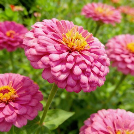 1000 Zinnia Seeds – Mélange Folle, Patrimoniales, Non Traitée, Couleurs Variées pour Plantations – Rose (1/5)