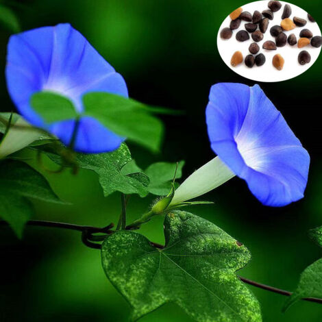 Ipomée volubilis Bleu 100 graines– Grimpante vigoureuse – Fleurs trompettes Bleu – Sol riche et bien drainé – Pour de cour et de jardins (1/5)