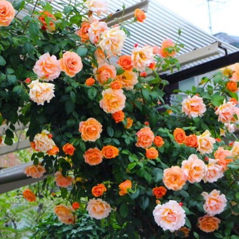 1000 graines de roses, Graines de rosiers grimpants, Graines de roses, floraison toute l'année, belles fleurs, Pour la plantation de balcons de cour et de jardins (1/5)