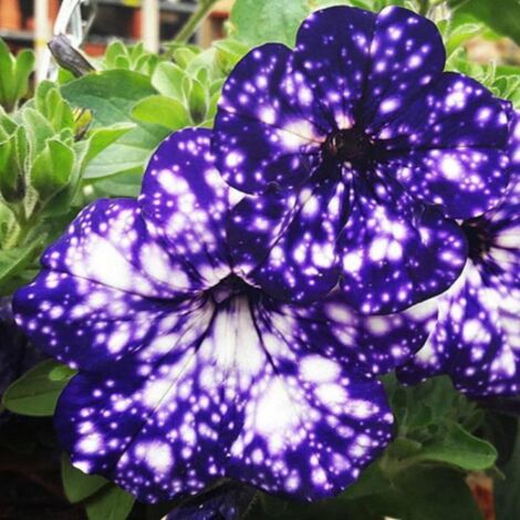 Semences Pétunia Night Sky 2998 – Fleurs Naines pour Jardin Extérieur, Floraison Abondante