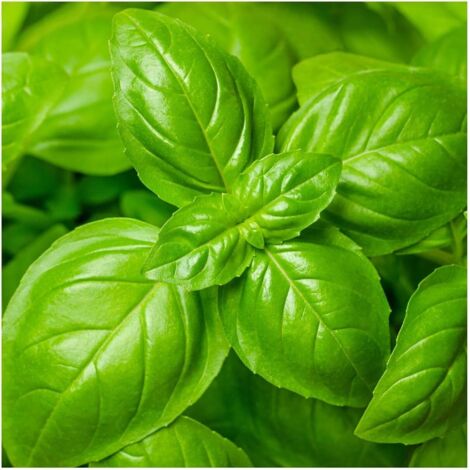 Basilic Aromatique Graines 200 pcs – Plante Cuisine et Thé, Semences Potager, Culture Facile Jardin (1/4)
