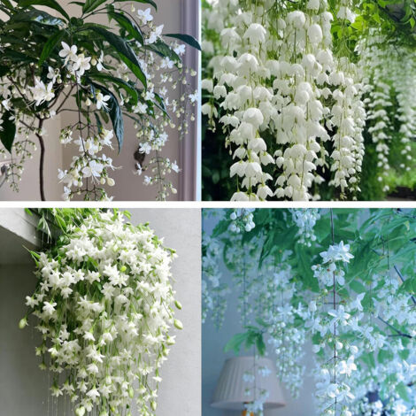 Graines de jasmin grimpant 200, plante grimpante fleurie et parfumée, Graines de jasmin blanc, idéale pour treillis, pergolas et aménagement paysager de jardin (1/5)