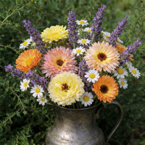 Lot 4500 Graines Fleurs – Lavande, Camomille et Souci Multicolore, Floraison Abondante Été, Idéal Jardin Extérieur (1/5)